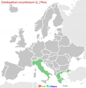 Cardopatium corymbosum (L.) Pers.